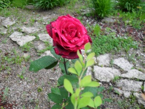 "A red rose for the finer things and the substance of life"